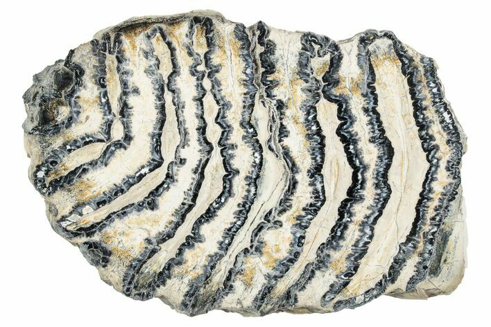 Polished Mammoth Molar Slice - South Carolina #240484